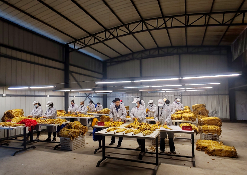 烟叶分级用哪种灯具？认准符合YC/T 291-2009标准的烟叶分级灯具